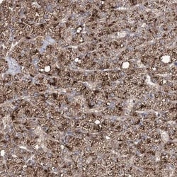 Aurora C Antibody, Novus Biologicals 0.1mL; Unlabeled:Antibodies, Polyclonal