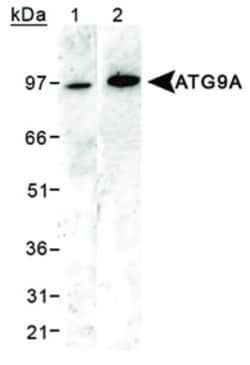 Novus Biologicals Autophagy Antibody Pack 2 vials:Antibodies