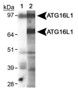 Novus Biologicals Autophagy Antibody Pack 2 vials:Antibodies