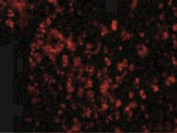 AVEN Antibody, Novus Biologicals 0.1mg; Unlabeled:Antibodies, Polyclonal