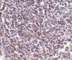 AVEN Antibody, Novus Biologicals 0.1mg; Unlabeled:Antibodies, Polyclonal