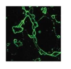 Avian Influenza A H6N1 Hemagglutinin Antibody, Novus Biologicals:Antibodies:Primary