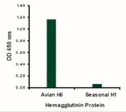 Avian Influenza A H5N1 Hemagglutinin Antibody - BSA Free, Novus Biologicals:Antibodies:Primary