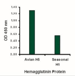 Avian Influenza A H5N1 Hemagglutinin Antibody - BSA Free, Novus Biologicals