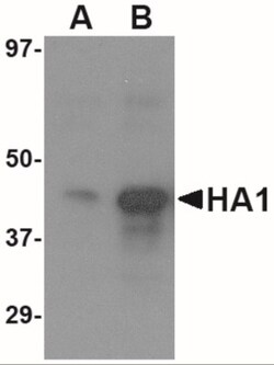 Avian Influenza A H5N1 Hemagglutinin Antibody - BSA Free, Novus Biologicals