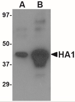 Avian Influenza A H5N1 Hemagglutinin Antibody - BSA Free, Novus Biologicals:Antibodies:Primary