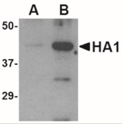 Avian Influenza A H5N1 Hemagglutinin Antibody - BSA Free, Novus Biologicals