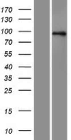 Novus Biologicals&trade;&nbsp;Axin-1 Overexpression Lysate