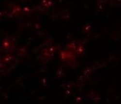 Axin-2 Antibody - BSA Free, Novus Biologicals 0.1mg; Unlabeled:Antibodies,