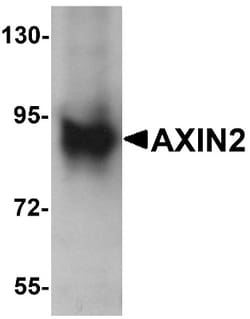 Axin-2 Antibody - BSA Free, Novus Biologicals 0.1mg; Unlabeled:Antibodies,