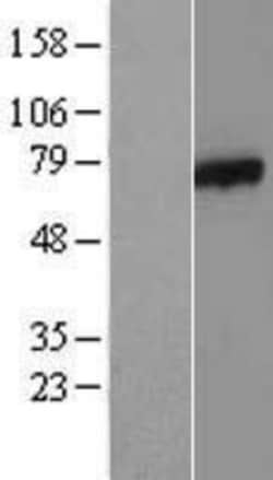 Novus Biologicals™ AXUD1 Overexpression Lysate