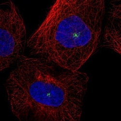AZ1 Antibody, Novus Biologicals 0.1mL; Unlabeled:Antibodies, Polyclonal