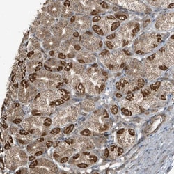 AZI2 Antibody, Novus Biologicals 0.1mL; Unlabeled:Antibodies, Polyclonal