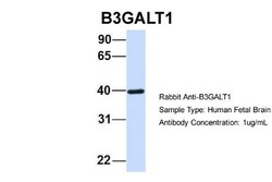 B3GALT1 Antibody, Novus Biologicals 0.05mg; Unlabeled:Antibodies, Polyclonal