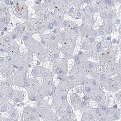 B3GNT7 Antibody, Novus Biologicals 0.1mL; Unlabeled:Antibodies, Polyclonal