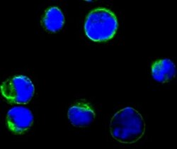 B7-1/CD80 Antibody (2A2), Novus Biologicals 0.1mL; Unlabeled:Antibodies,