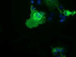 B7-1/CD80 Antibody (OTI2E5), Novus Biologicals 0.1mL; Unlabeled:Antibodies,