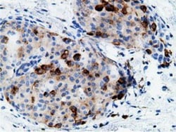 B7-1/CD80 Antibody (OTI2E5), Novus Biologicals 0.1mL; Unlabeled:Antibodies,