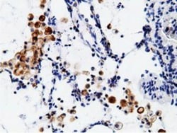 B7-1/CD80 Antibody (OTI2E5), Novus Biologicals 0.1mL; Unlabeled:Antibodies,