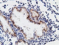 B7-1/CD80 Antibody (OTI2E5), Novus Biologicals 0.1mL; Unlabeled:Antibodies,