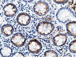 B7-1/CD80 Antibody (OTI2E5), Novus Biologicals 0.1mL; Unlabeled:Antibodies,