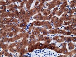 B7-1/CD80 Antibody (OTI2E5), Novus Biologicals 0.1mL; Unlabeled:Antibodies,