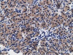 B7-1/CD80 Antibody (OTI2E5), Novus Biologicals 0.1mL; Unlabeled:Antibodies,