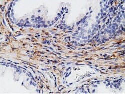 B7-1/CD80 Antibody (OTI2E5), Novus Biologicals 0.1mL; Unlabeled:Antibodies,