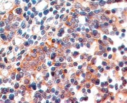 B7-1/CD80 Antibody (62N3G8) - BSA Free, Novus Biologicals 0.1mg; Unlabeled:Antibodies