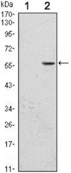 B7-H3/CD276 Antibody (6A1), Novus Biologicals:Antibodies:Primary Antibodies