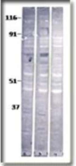 Baboon Antibody, Novus Biologicals:Antibodies:Primary Antibodies
