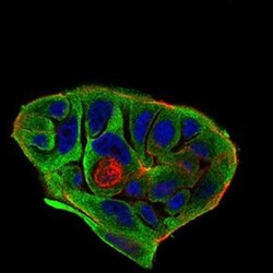 BACE-1 Antibody (3C1C3) - BSA Free, Novus Biologicals:Antibodies:Primary
