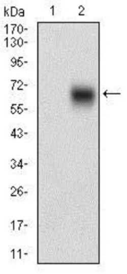 BACE-1 Antibody (3C1C3) - BSA Free, Novus Biologicals:Antibodies:Primary