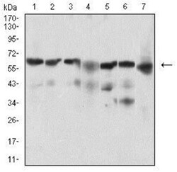 BACE-1 Antibody (3C1C3) - BSA Free, Novus Biologicals:Antibodies:Primary