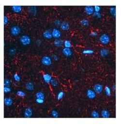 BACE-1 Antibody, Novus Biologicals 0.05mg; Unlabeled:Antibodies, Polyclonal
