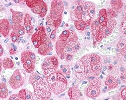 BACE-1 Antibody, Novus Biologicals 0.05mg; Unlabeled:Antibodies, Polyclonal