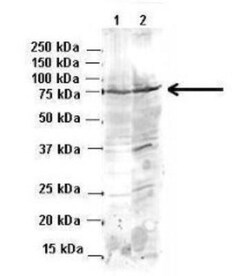 BACE-1 Antibody, Novus Biologicals 0.05mg; Unlabeled:Antibodies, Polyclonal