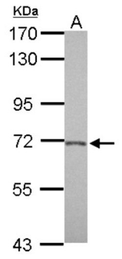 BACE-2 Antibody, Novus Biologicals 0.1mL; Unlabeled:Antibodies, Polyclonal