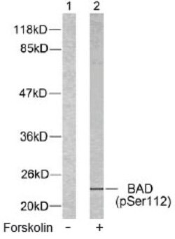 Bad, p Ser112 Antibody, Novus Biologicals:Antibodies:Primary Antibodies