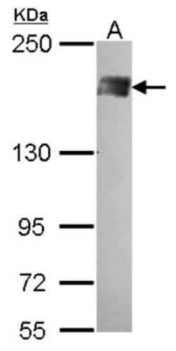 BAF180/PB1 Antibody, Novus Biologicals 0.1mg; Unlabeled:Antibodies, Polyclonal