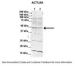 BAF53A Antibody, Novus Biologicals:Antibodies:Primary Antibodies