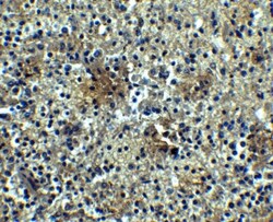 BAFFR/TNFRSF13C Antibody - BSA Free, Novus Biologicals 0.025 mg, Unconjugated:Antibodies,