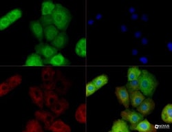BAG3 Antibody, Novus Biologicals 0.025mL; Unlabeled:Antibodies, Polyclonal