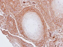 BAG3 Antibody, Novus Biologicals 0.1mL; Unlabeled:Antibodies, Polyclonal