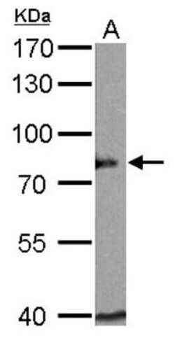 BAG3 Antibody, Novus Biologicals 0.1mL; Unlabeled:Antibodies, Polyclonal