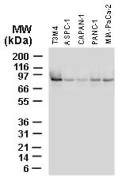 BAG3 Antibody, Novus Biologicals:Antibodies:Primary Antibodies