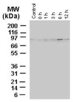 BAG3 Antibody, Novus Biologicals:Antibodies:Primary Antibodies