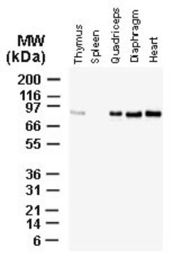 BAG3 Antibody, Novus Biologicals 0.025mL; Unlabeled:Antibodies, Polyclonal