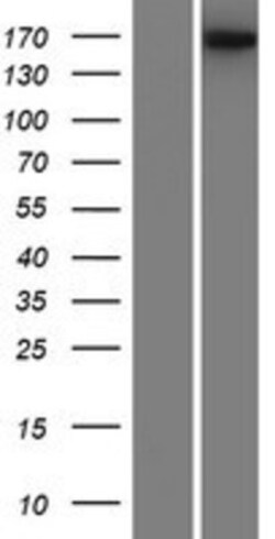 Novus Biologicals&trade;&nbsp;BAI1 Overexpression Lysate