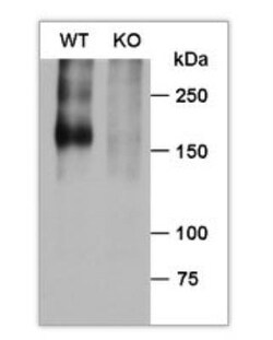 BAI1 Antibody, Novus Biologicals:Antibodies:Primary Antibodies
